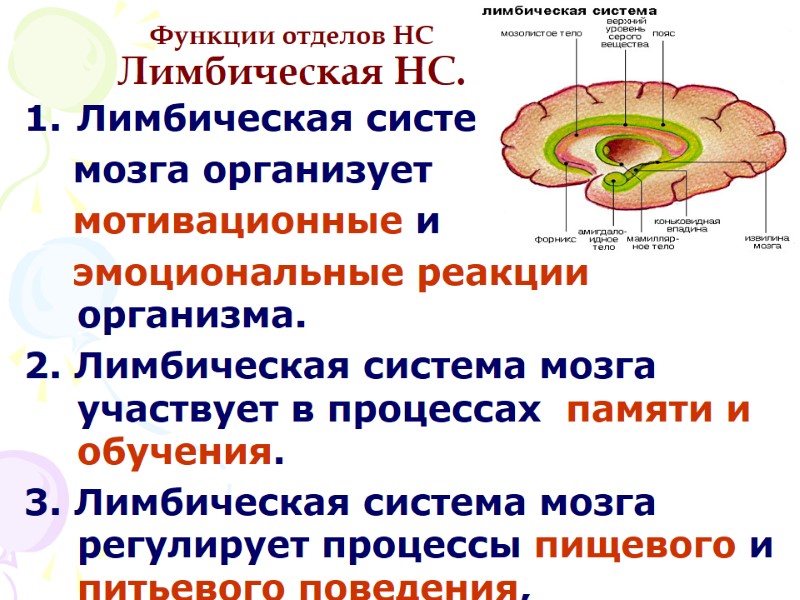 Функции отделов НС Лимбическая НС. Лимбическая система     мозга организует 